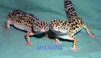 leopardgecko1.jpg (48827 bytes)