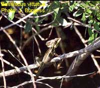 BrownBasilisk.jpg (10211 bytes)