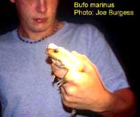 CaneToad.jpg (4996 bytes)