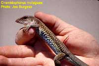 Whiptail.jpg (4882 bytes)